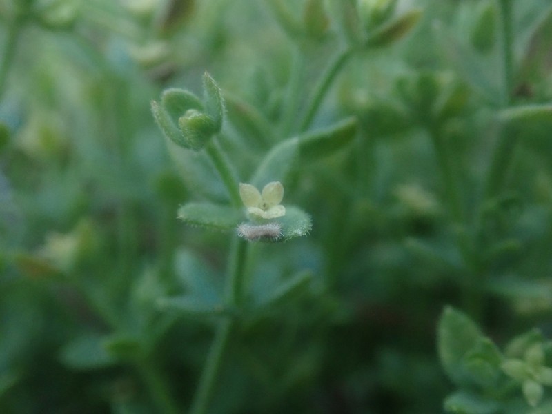 Galium californicum subsp. luciense photo 7