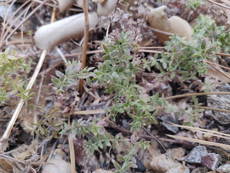 Galium californicum subsp. luciense photo 8