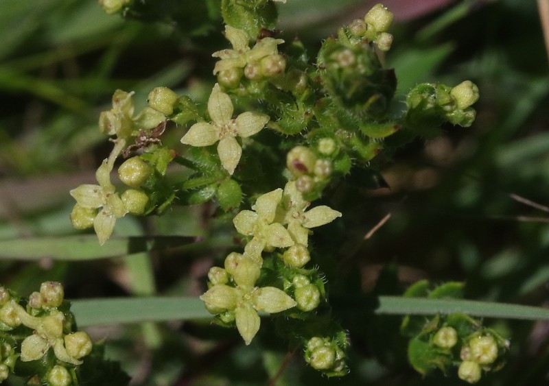 Galium californicum subsp. maritimum
