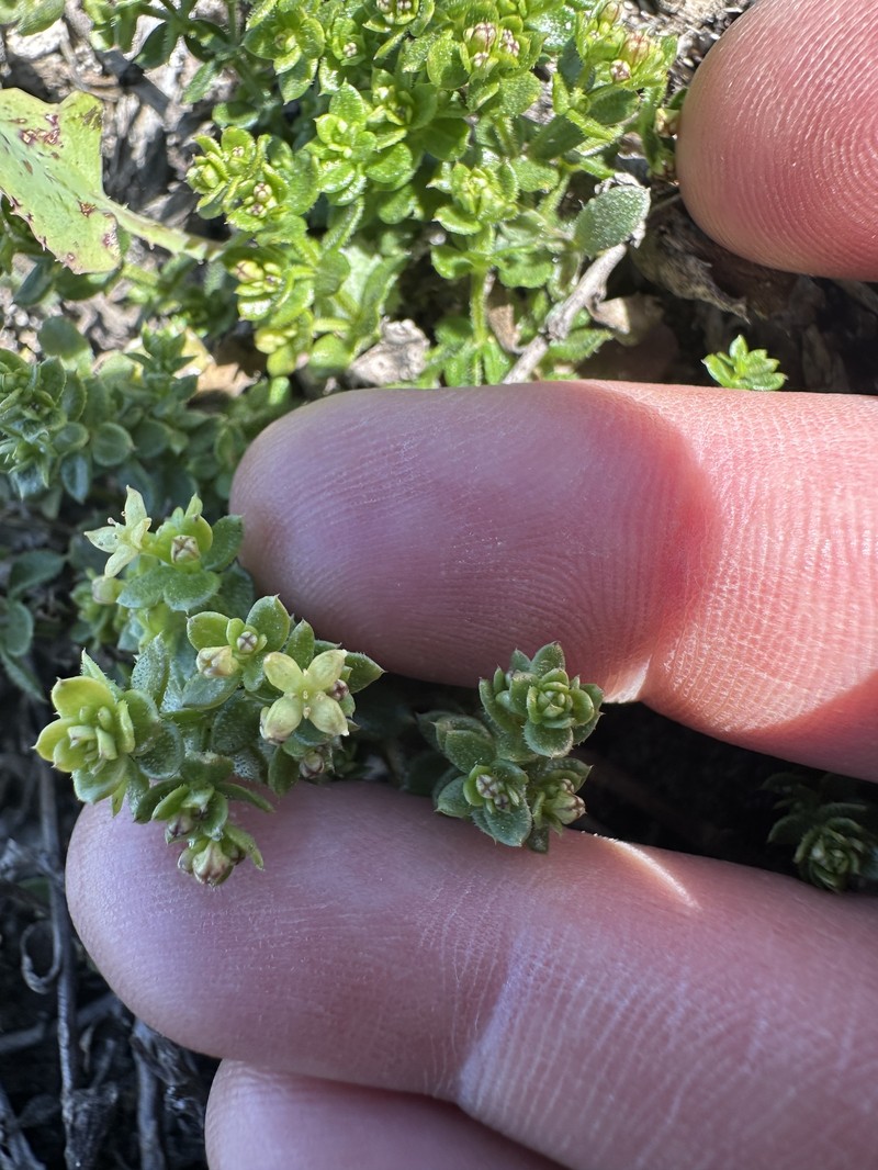 Galium californicum subsp. miguelense