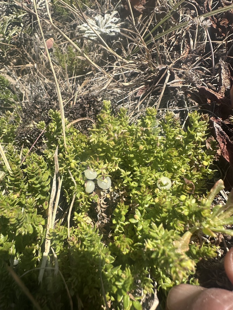 Galium californicum subsp. miguelense photo 2