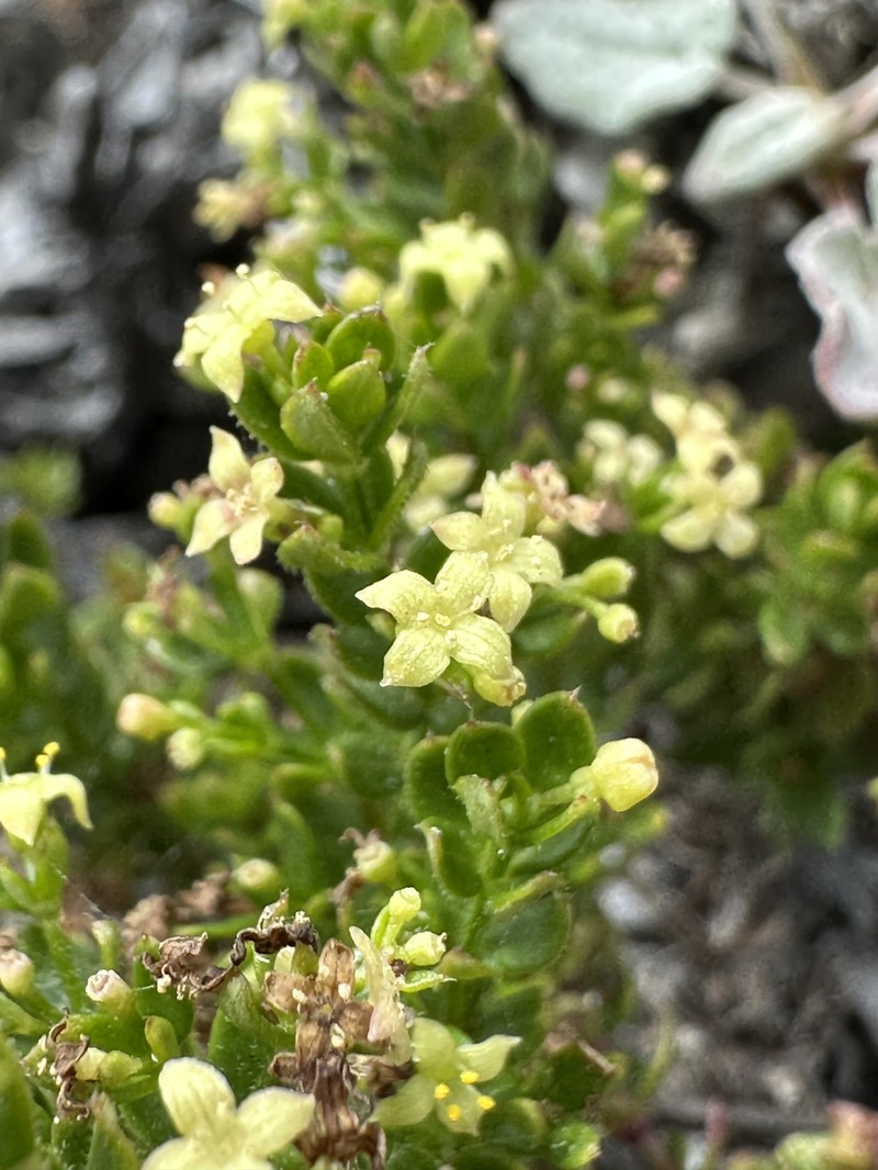 Galium californicum subsp. miguelense photo 3