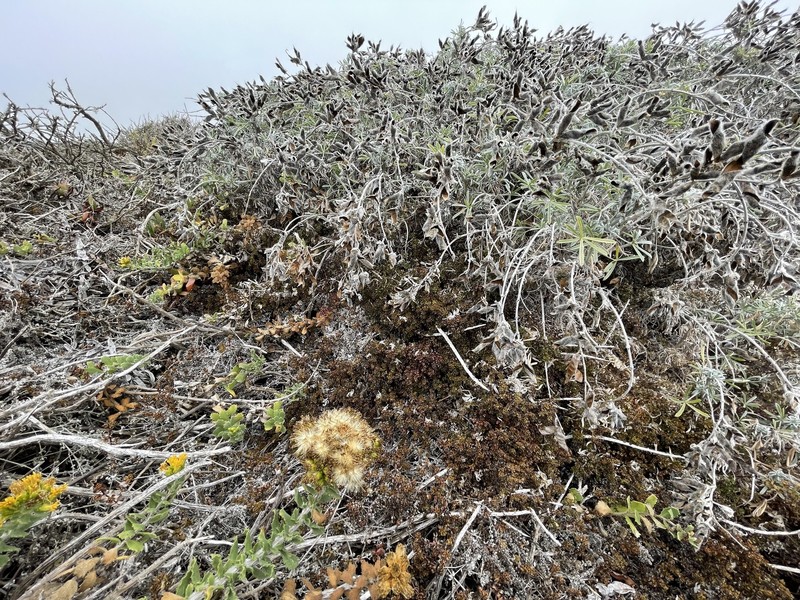 Galium californicum subsp. miguelense photo 4