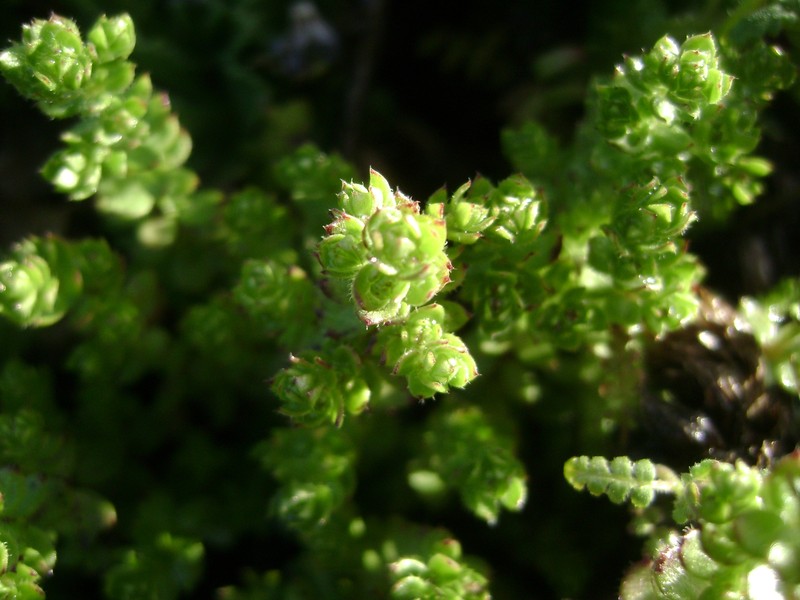 Galium californicum subsp. miguelense photo 6