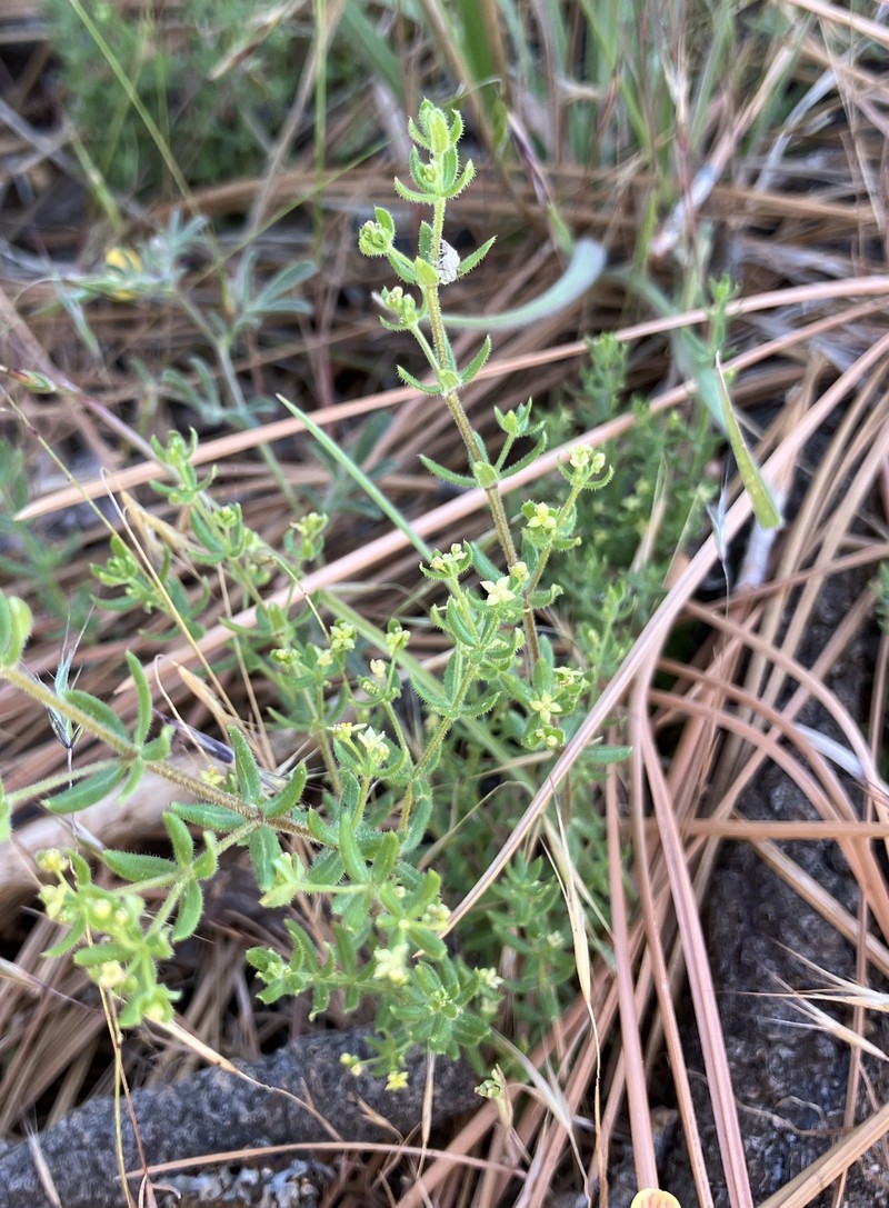 Galium californicum subsp. primum photo 2