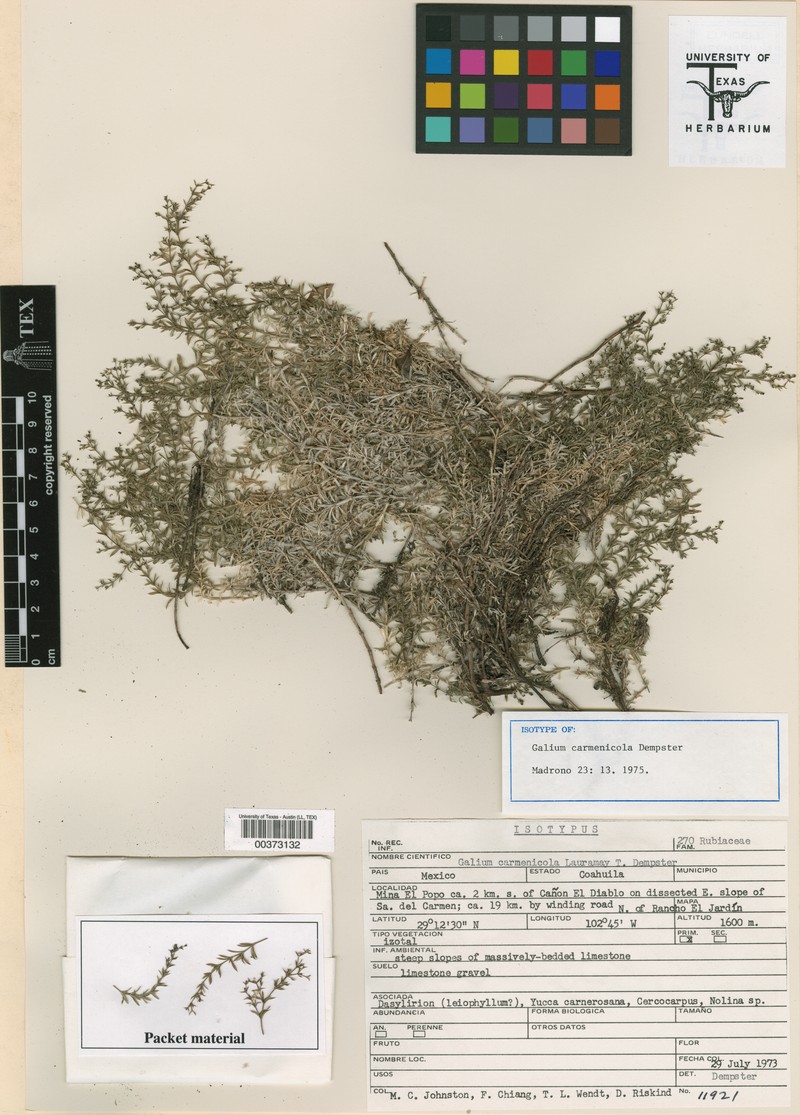 Galium carmenicola