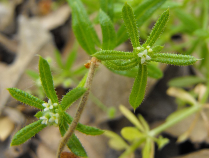 Santa Catalina Island Bedstraw