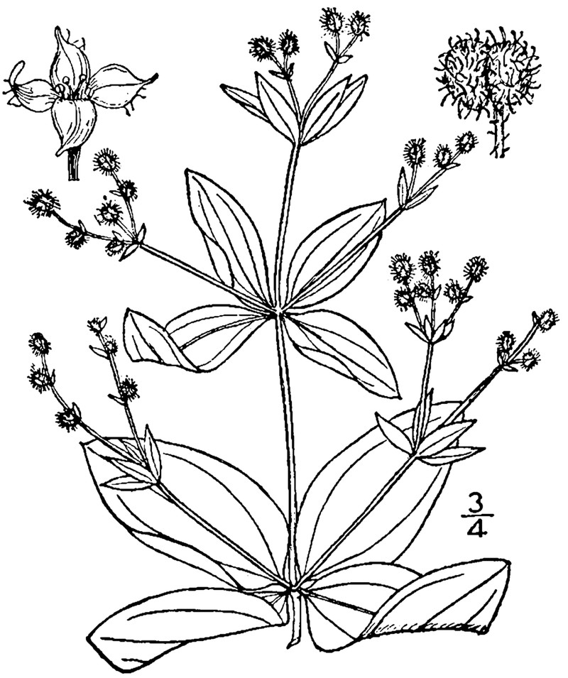 Licorice Bedstraw