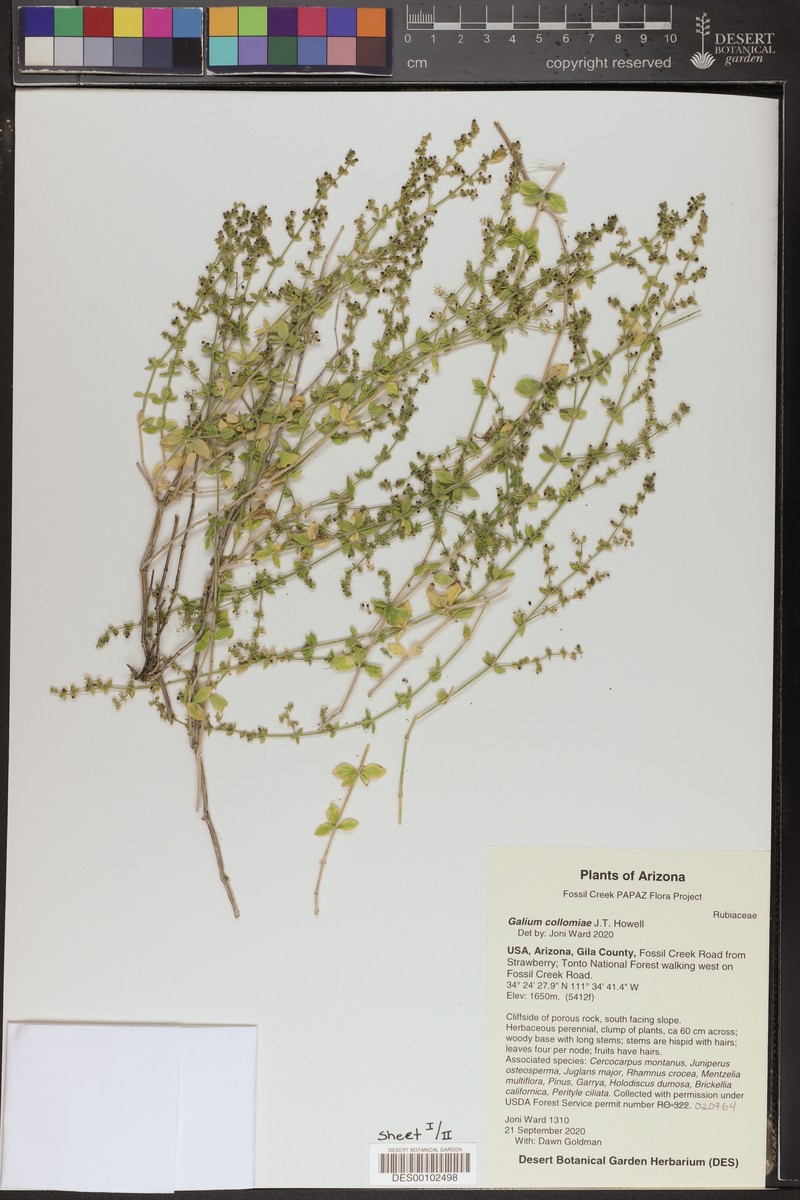 Fossil Hill Creek Bedstraw