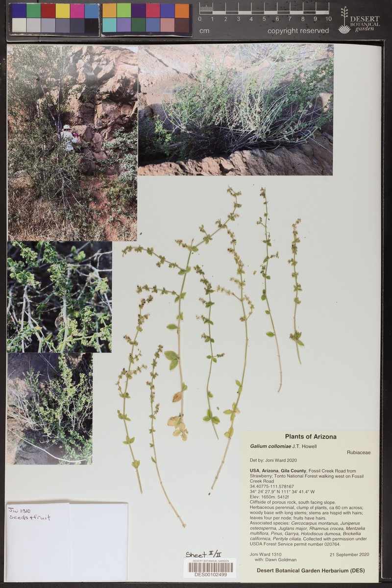 Fossil Hill Creek Bedstraw photo 2