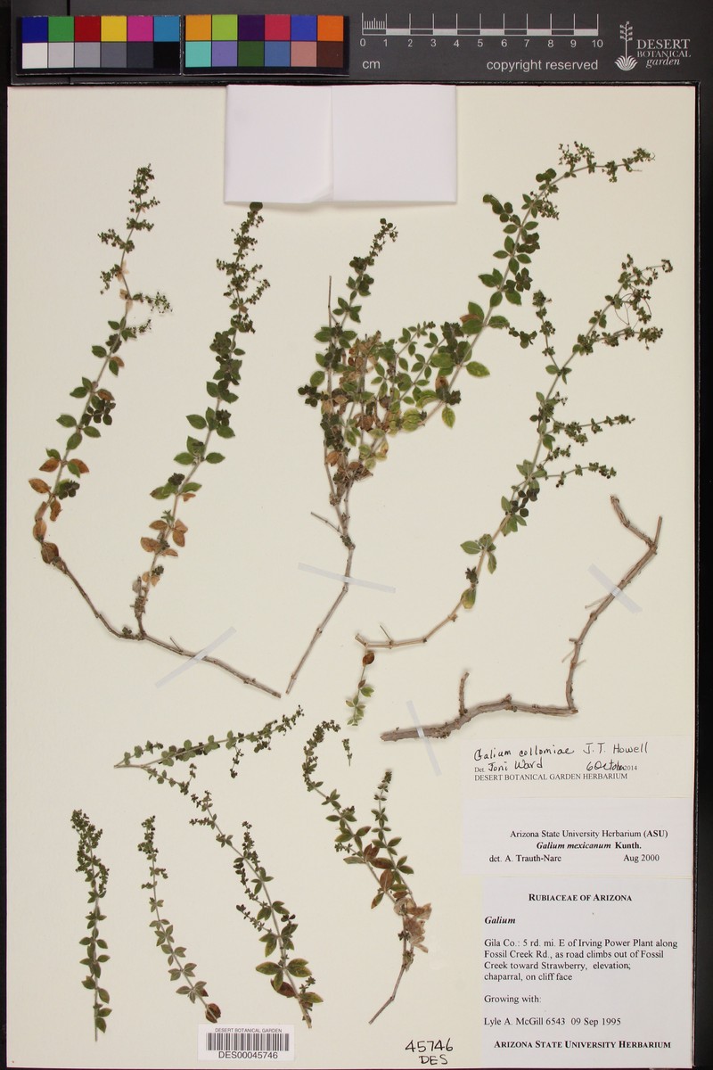 Fossil Hill Creek Bedstraw photo 3