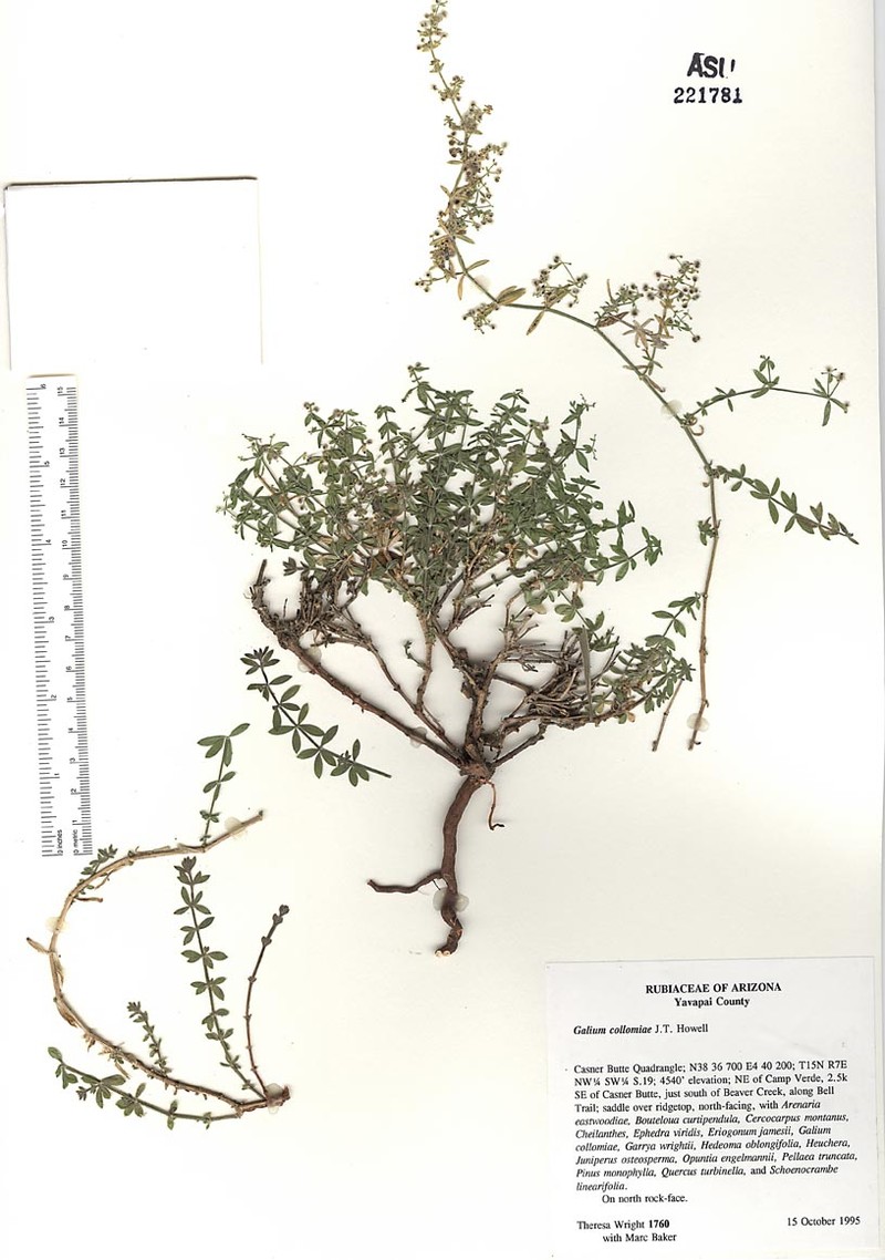 Fossil Hill Creek Bedstraw photo 4