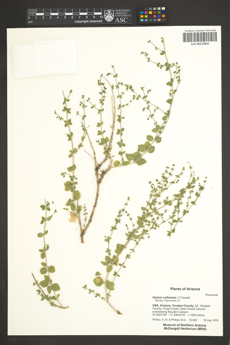 Fossil Hill Creek Bedstraw photo 5