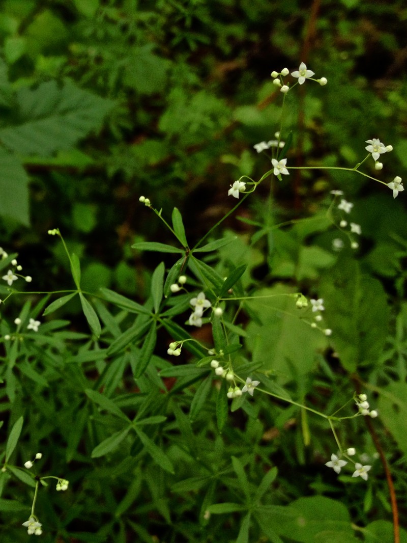 Shining Bedstraw