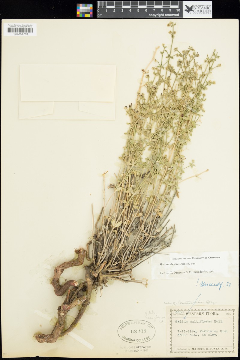 Desert Bedstraw