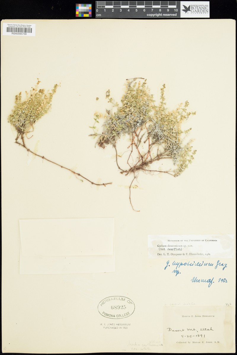 Desert Bedstraw photo 2