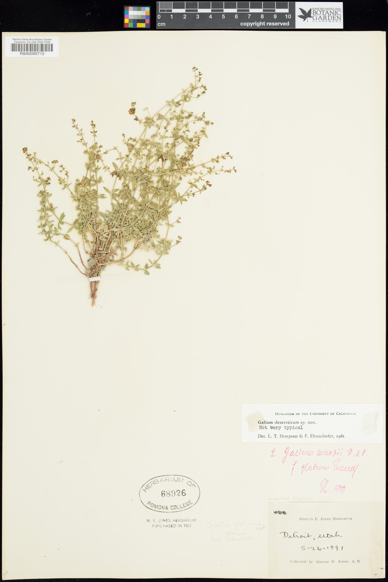 Desert Bedstraw photo 3
