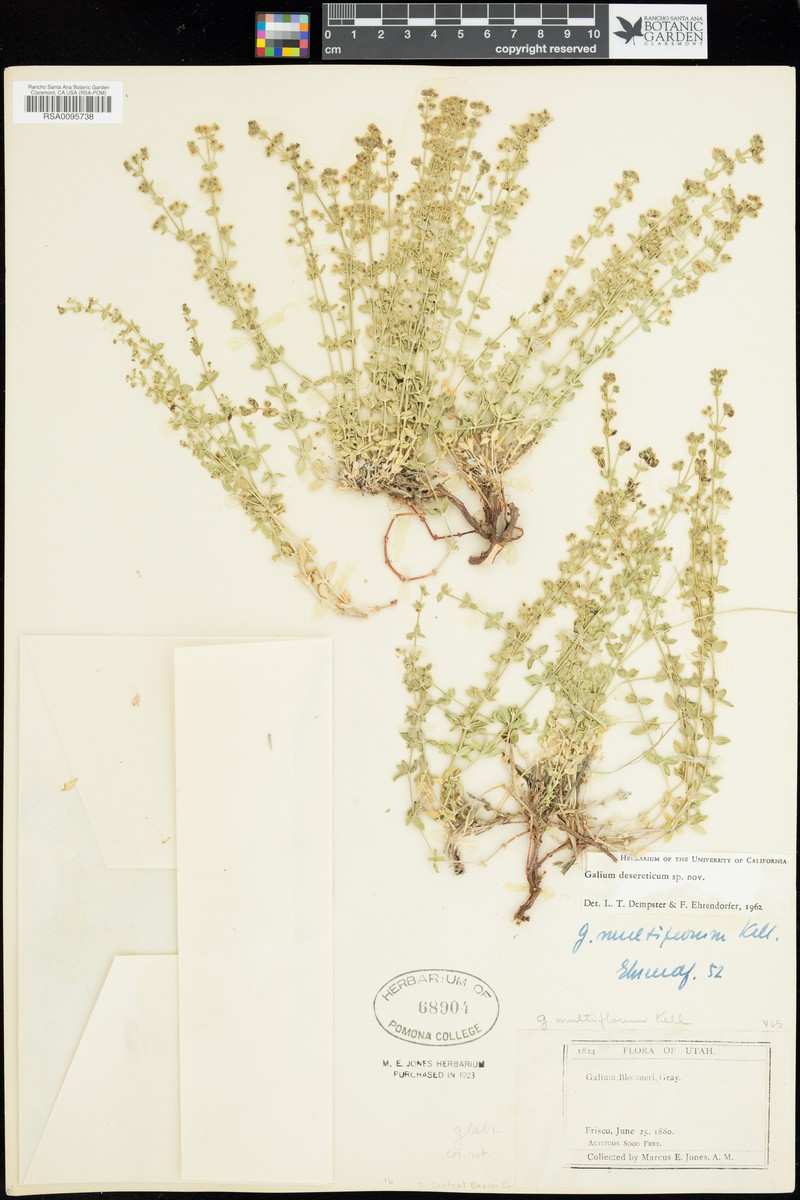 Desert Bedstraw photo 4
