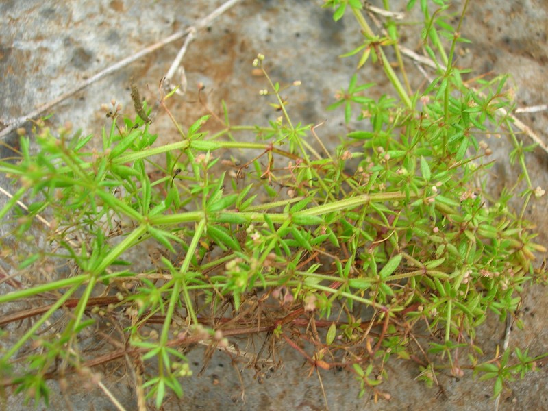 Lamarck's Bedstraw
