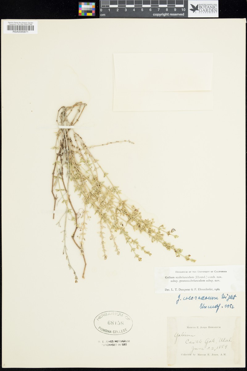 Emery County Bedstraw photo 2