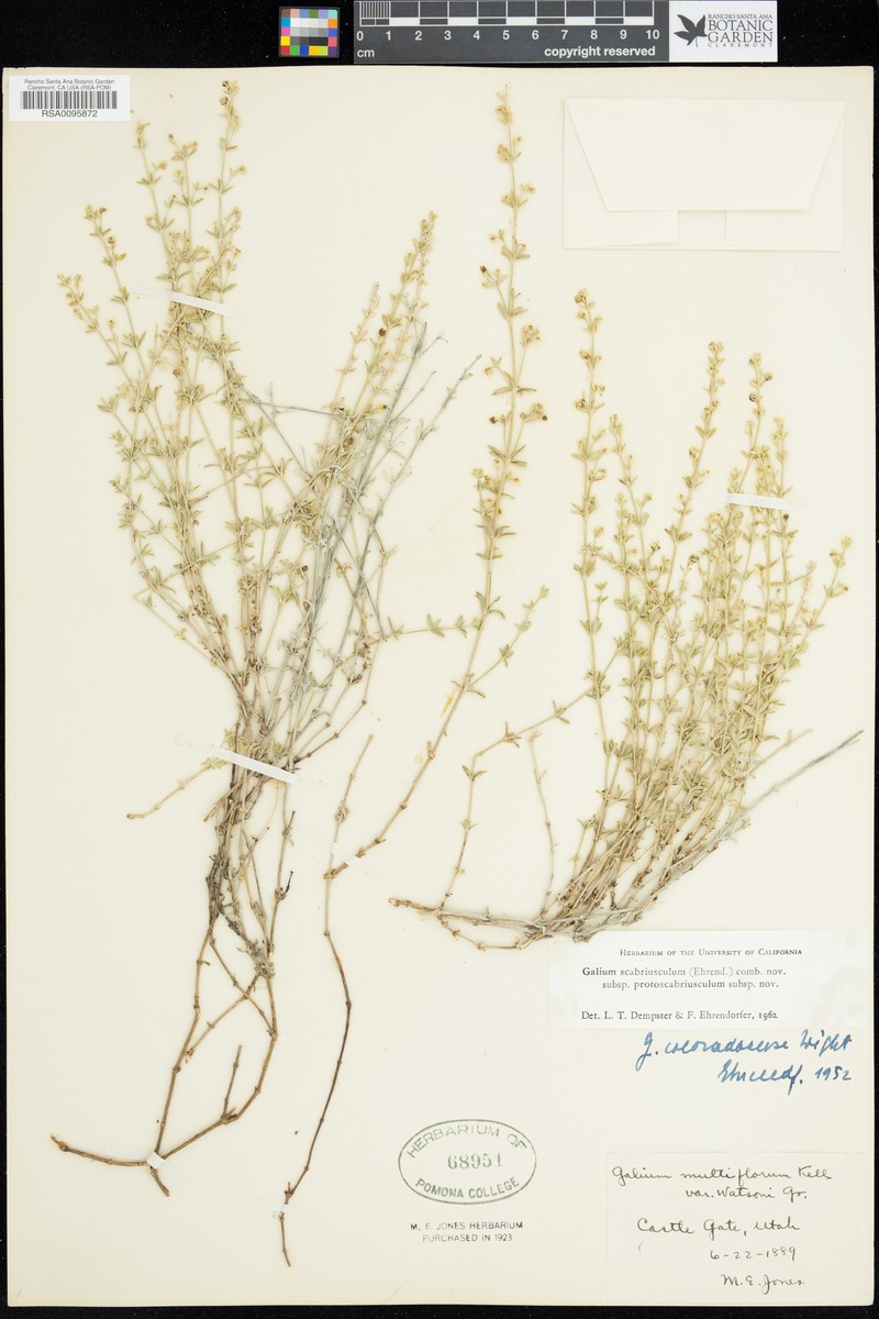 Galium emeryense subsp. protoscabriusculum