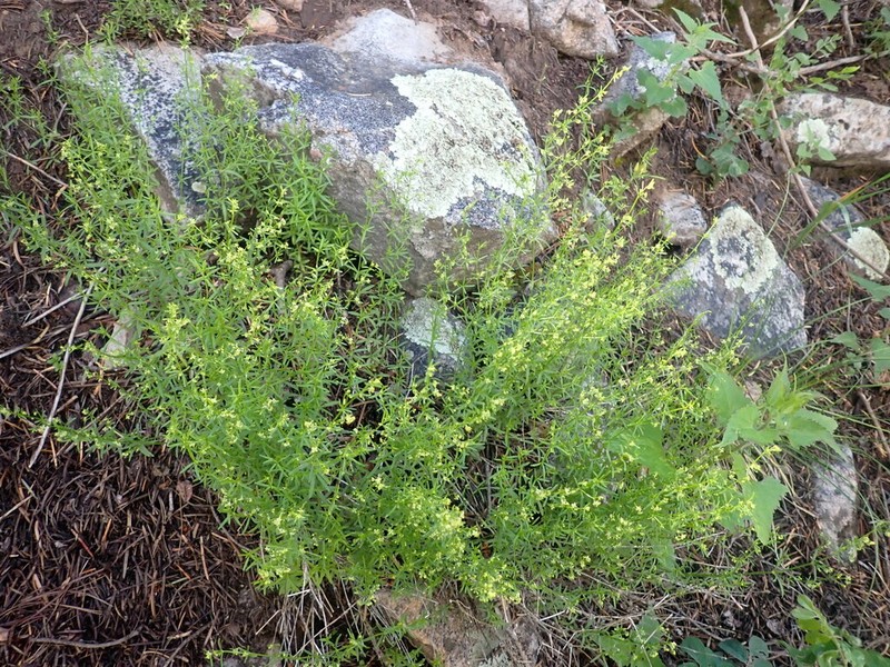 Fendler's Bedstraw photo 2
