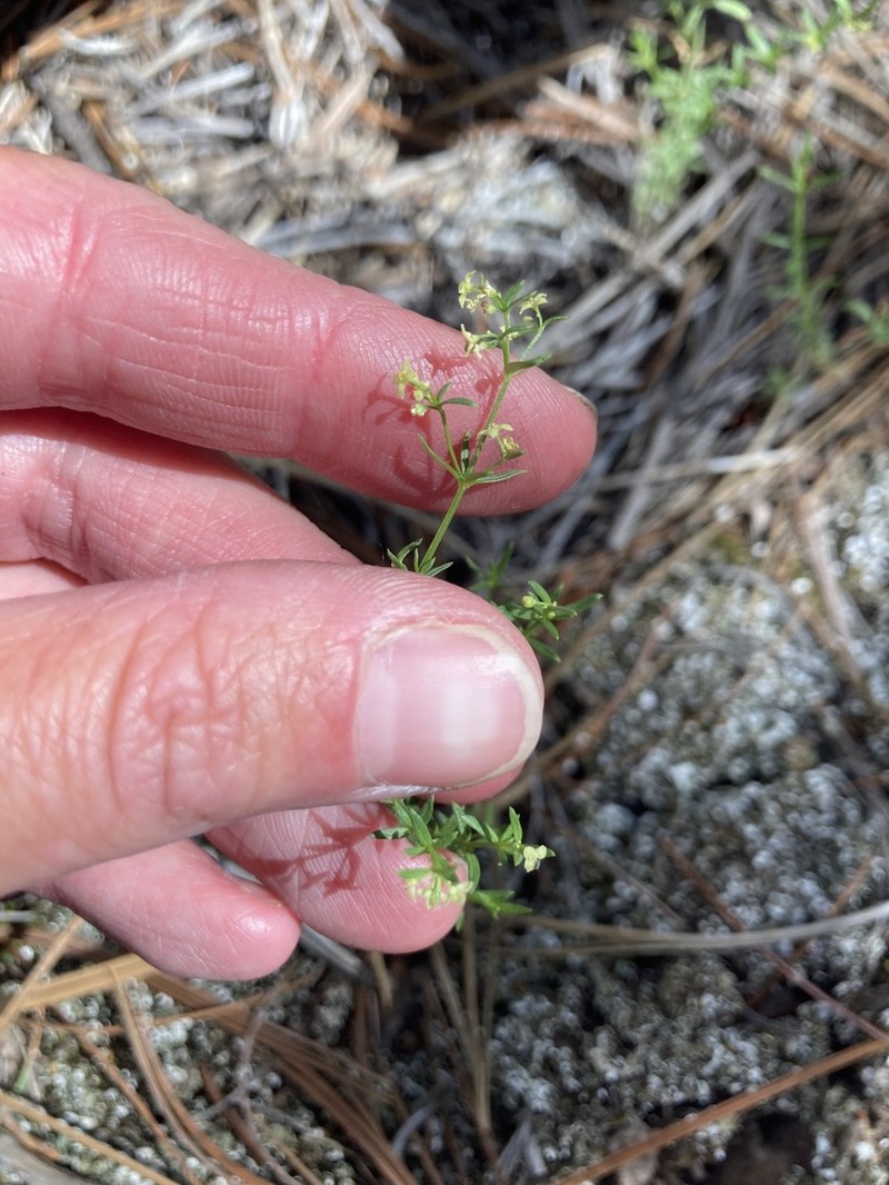 Fendler's Bedstraw photo 8