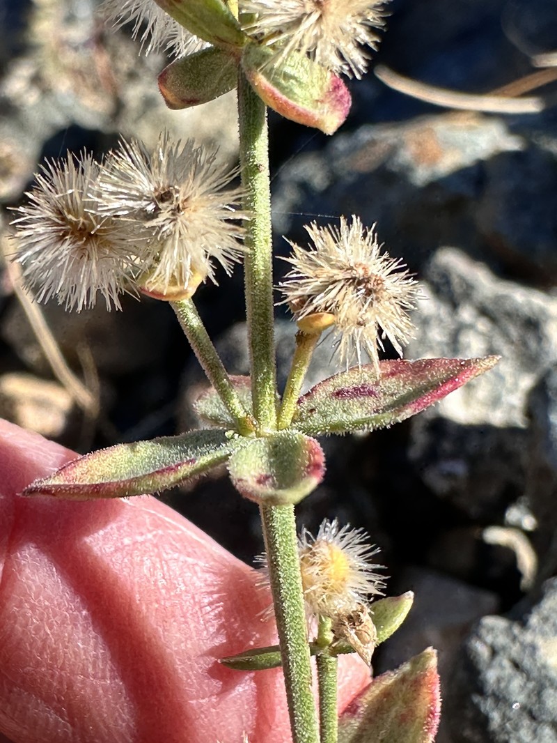 Galium glabrescens subsp. glabrescens