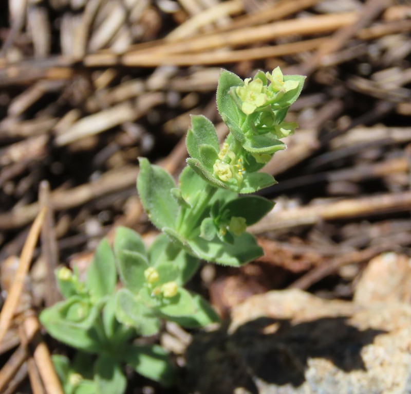 Galium glabrescens subsp. glabrescens photo 2