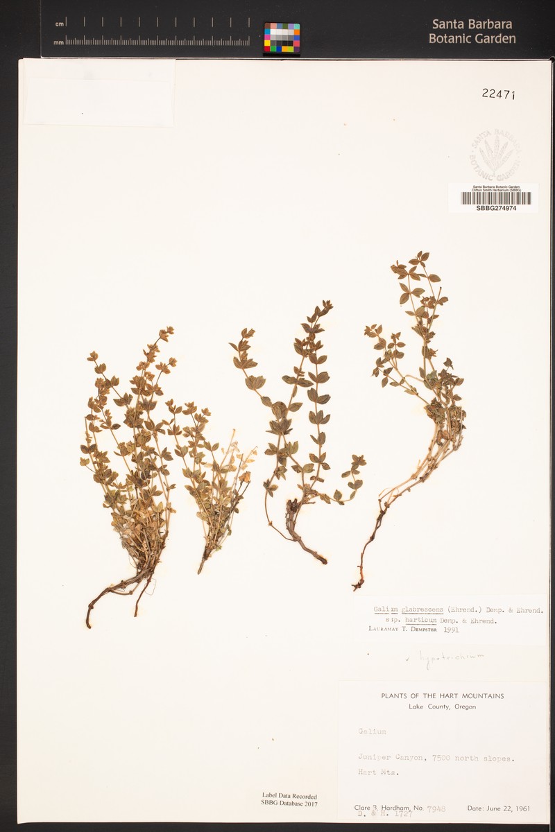 Galium glabrescens subsp. harticum