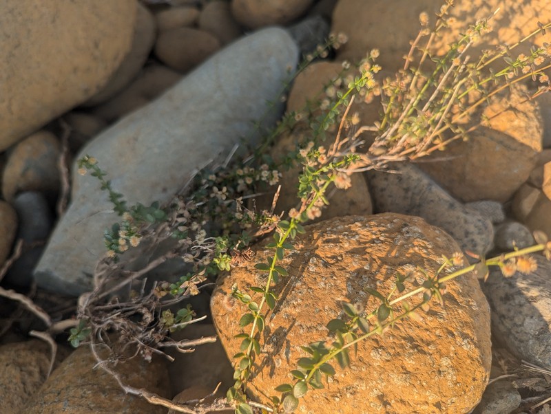 Galium glabrescens subsp. josephinense
