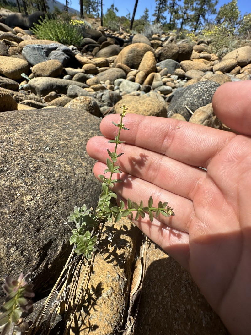 Galium glabrescens subsp. josephinense photo 2