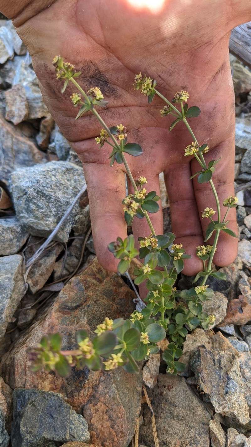 Galium glabrescens subsp. josephinense photo 3
