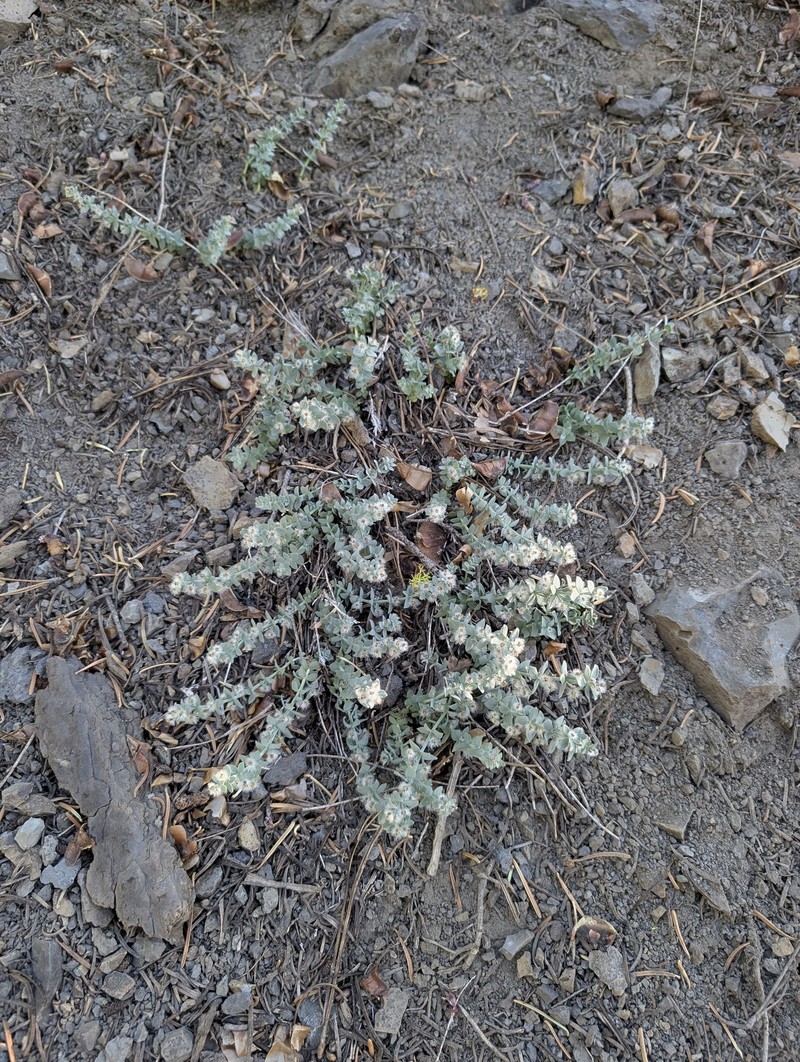 Galium grayanum var. grayanum