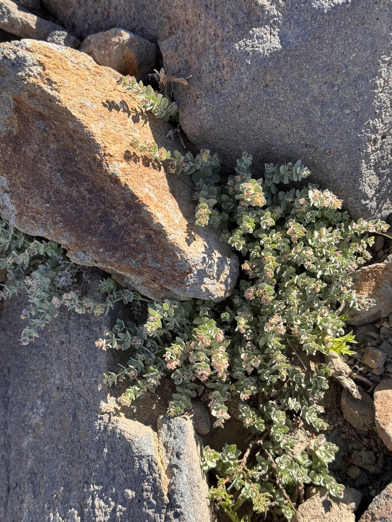 Galium grayanum var. grayanum photo 2