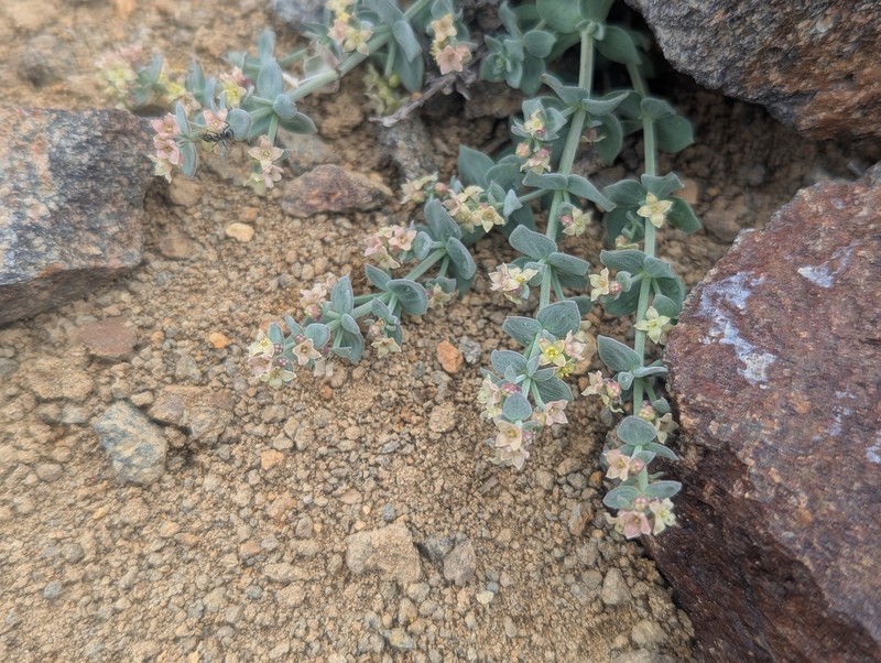 Galium grayanum var. grayanum photo 3