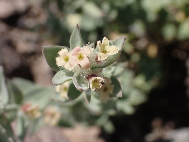 Galium grayanum var. grayanum photo 4