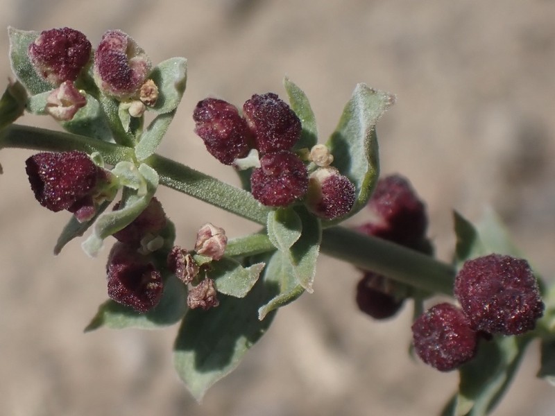 Galium grayanum var. grayanum photo 5