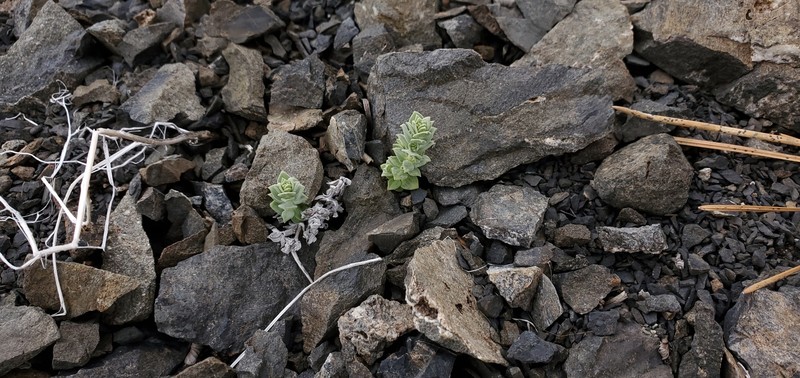 Galium grayanum var. grayanum photo 8