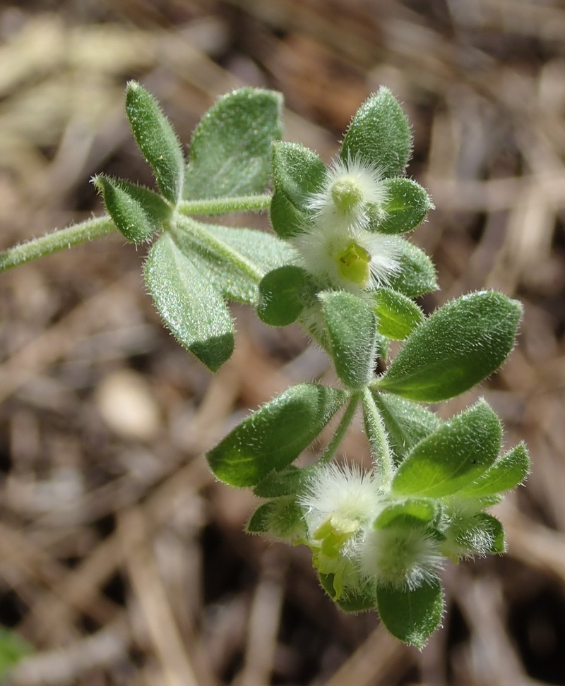 Hall's Bedstraw