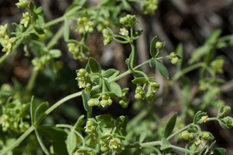 Hall's Bedstraw photo 3