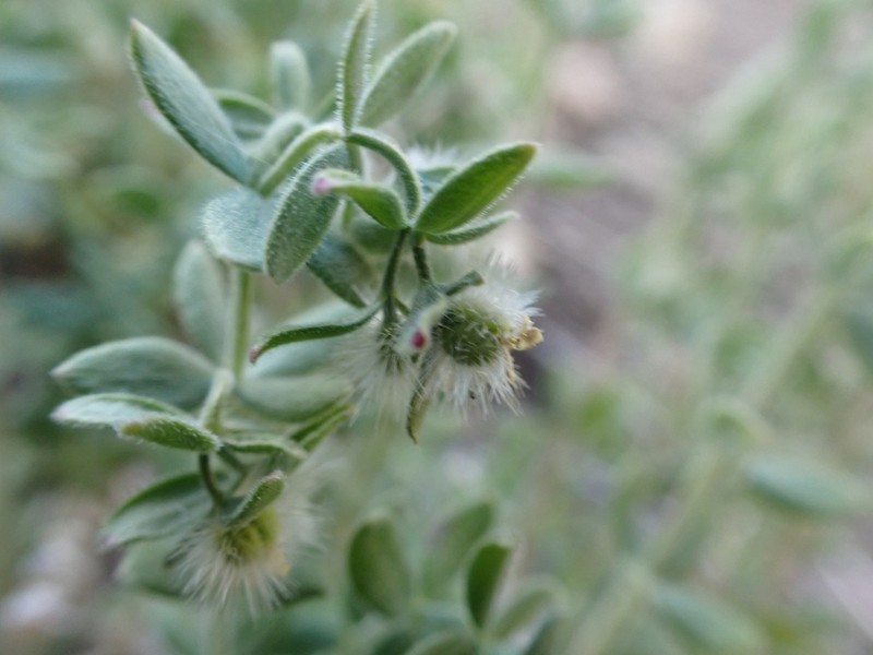 Hall's Bedstraw photo 4