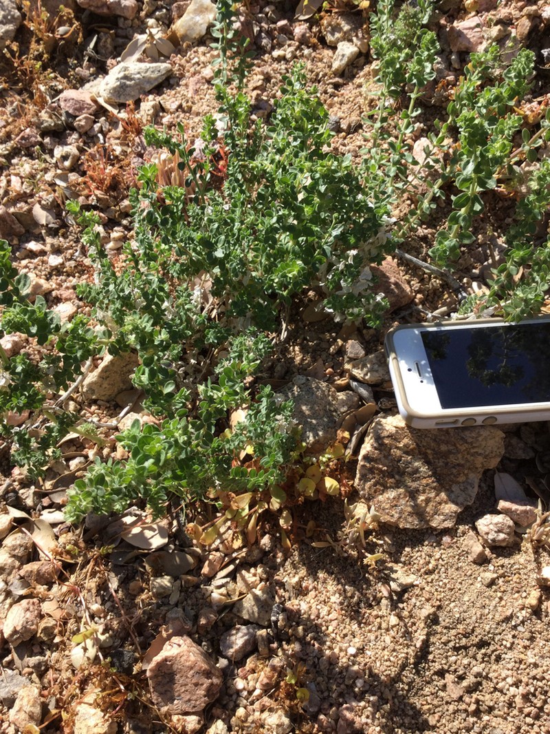 Hall's Bedstraw photo 5