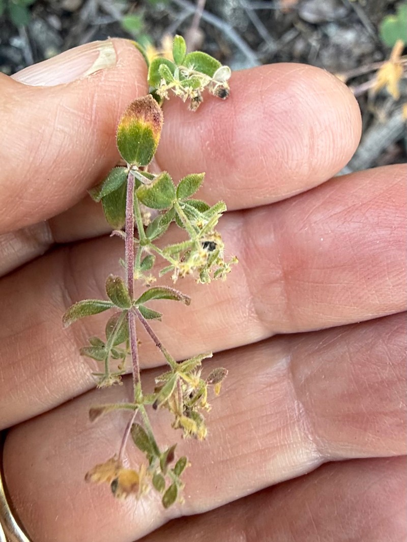 Hall's Bedstraw photo 7