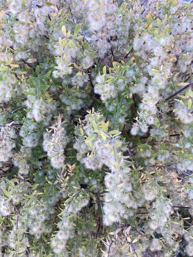 Hall's Bedstraw photo 8