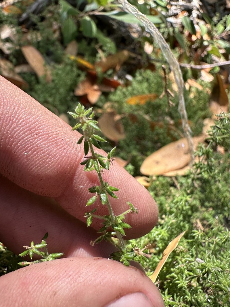 Hardham's Bedstraw