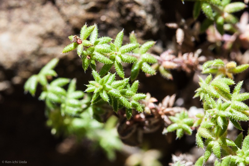 Hardham's Bedstraw photo 2