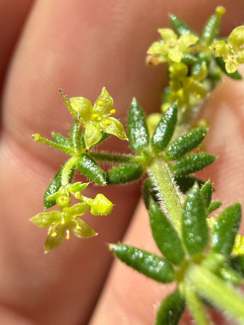 Hardham's Bedstraw photo 3