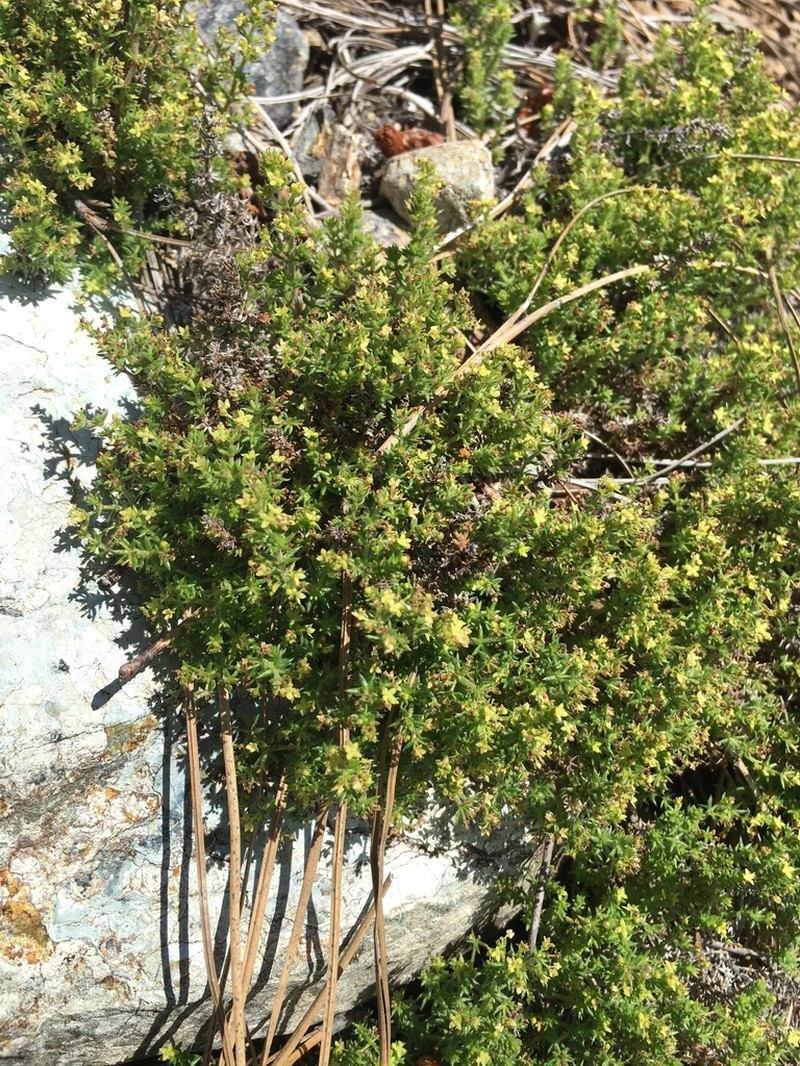 Hardham's Bedstraw photo 6