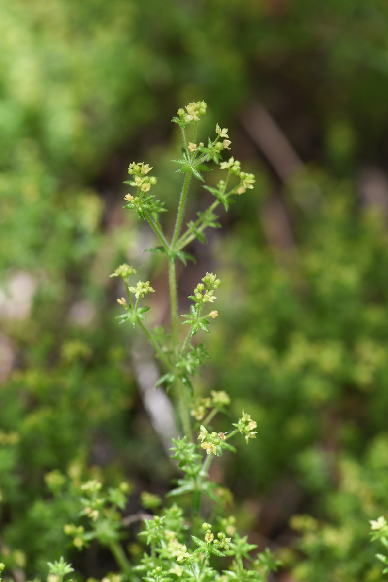 Hardham's Bedstraw photo 7